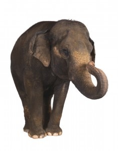elephant-747518