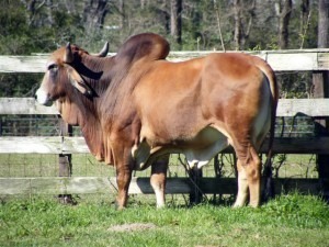 india_bull